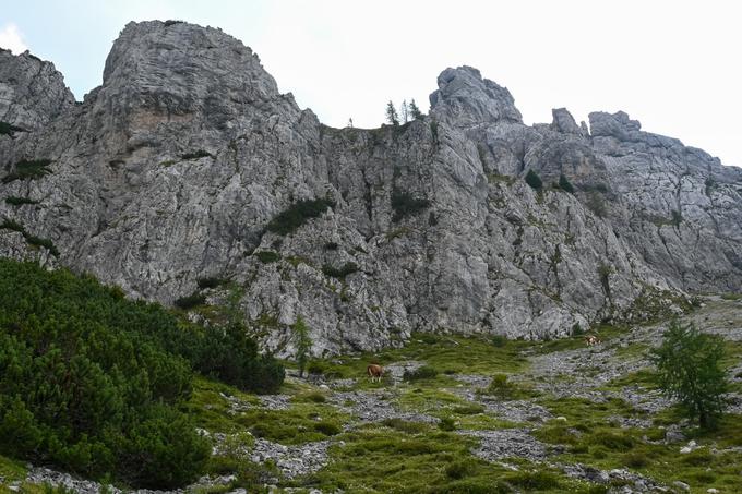 Zložen vzpon pod zahodnimi stenami Gartnerkofla | Foto: Matej Podgoršek