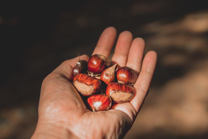 Razlika med maroni in navadnimi kostanji: kaj morate vedeti
