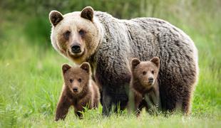 Do začasne ustavitve odstrela lovci iz narave odvzeli 180 medvedov