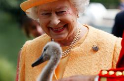Sedem kraljičinih labodov poginilo – je kriva ptičja gripa?