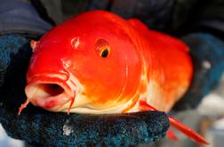 Maribor: ribe ne dobijo dovolj kisika, ker jih ljudje pretirano hranijo
