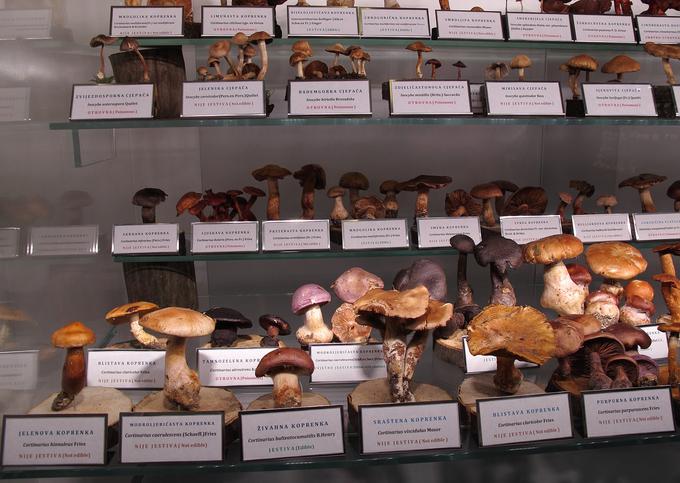 Med liofiliziranimi vrstami gob v muzeju gob v Zagrebu, kjer je na ogled več kot 1.600 vrst gob, je tudi več neužitnih in strupenih vrst. | Foto: Luka Šparl