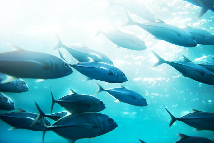 Ko izbira ni več kompromis: tuna, ki združuje kakovost in ceno