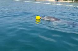 Hrvaška: Delfin Oliver se igra z otroki, prizori obnoreli splet #video