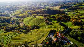 vinorodna štajerska