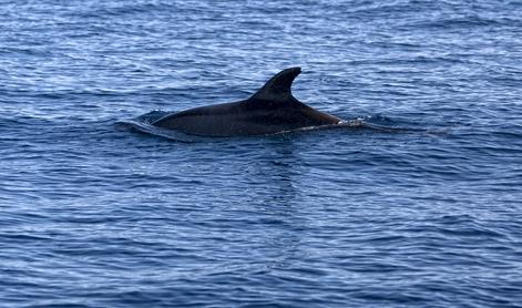 Slovenski raziskovalci zabeležili največjo prepotovano razdaljo delfina na svetu #video