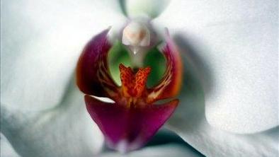 Gojenje orhidej