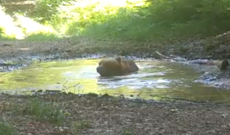 Kamera v divjini ujela medveda. Kaj počne? #video