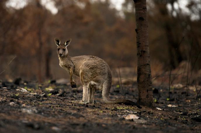 kenguru, požar | Foto Reuters