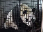 panda, medved, Kitajska, prevoz, Avstrija, živalski vrt