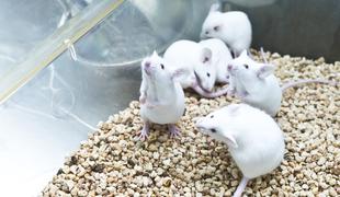 V Kaliforniji našli tajni laboratorij z 800 mišmi, okuženimi s koronavirusom