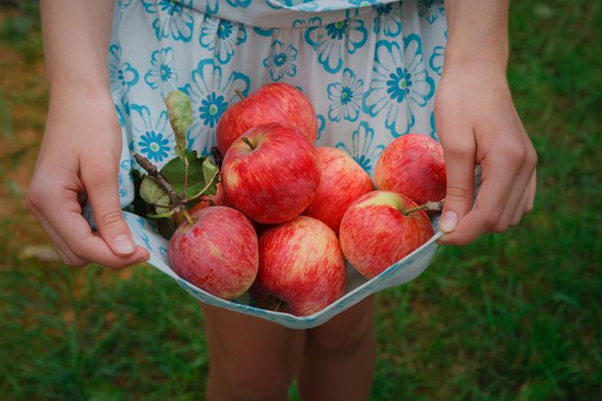 nabiranje jabolk | Foto: Thinkstock