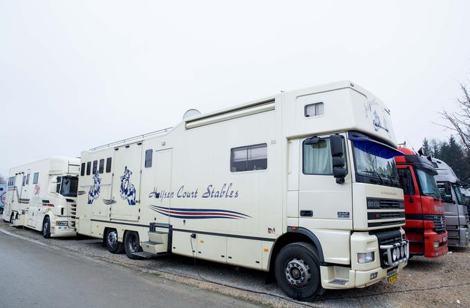 V Celje se bodo kmalu zlile kolone ogromnih tovornjakov z dragocenim štirinožnim tovorom. | Foto: 