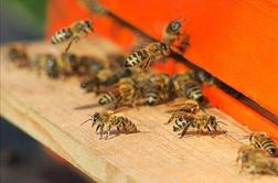 V Pomurju še več pomorov čebel