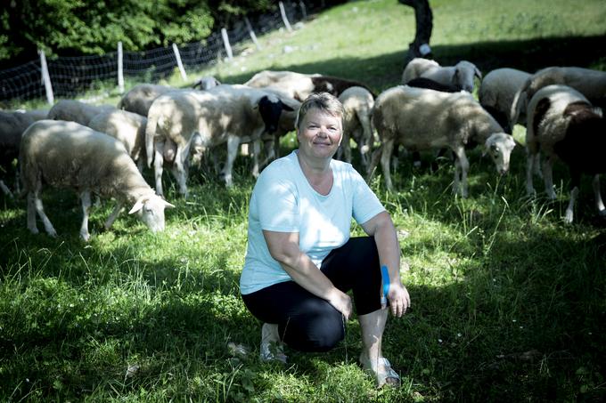 Ovce dobro slišijo svojo gospodarico in v diru pritečejo po strmini navzdol. | Foto: Ana Kovač