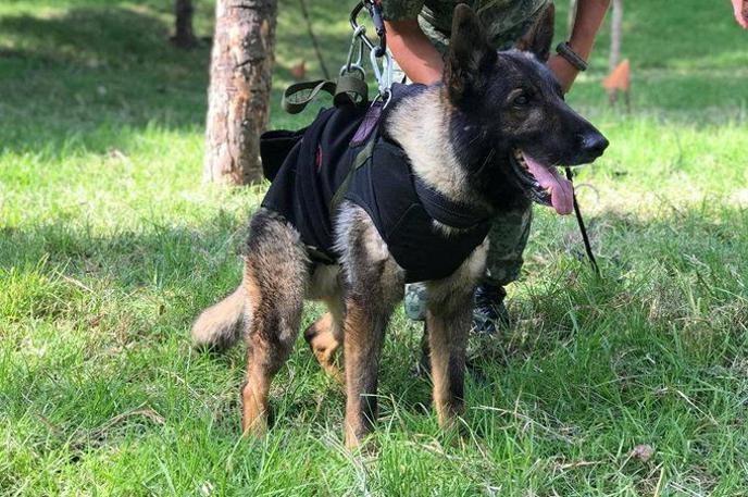 Reševalni pes Proteo | Zanj so pripravili poslovilno slovesnost. | Foto Reuters
