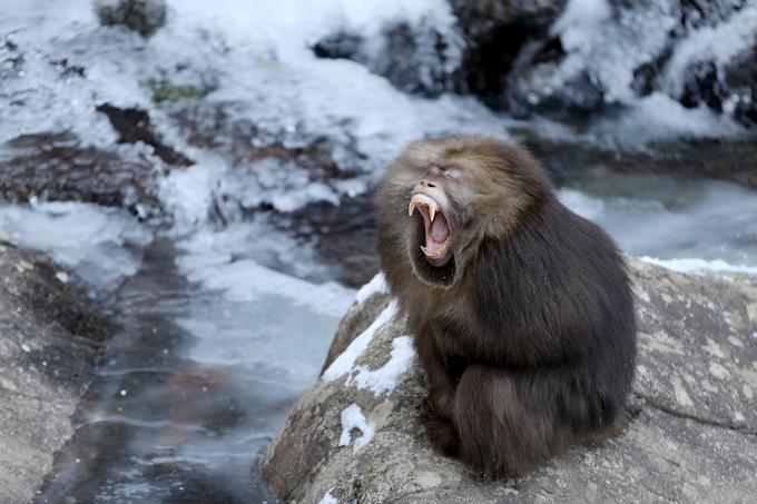 Zehajoči makak (slika je simbolična) | Foto: Reuters