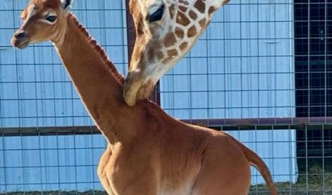Izjemno redek pojav: skotila se je žirafa brez lis #video