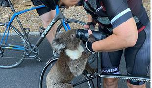 Ljubek prizor: žejna koala ustavila avstralske kolesarje #video