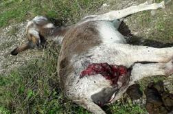 Nov napad: volkovi v Davči pokončali oslico in mladiča #foto