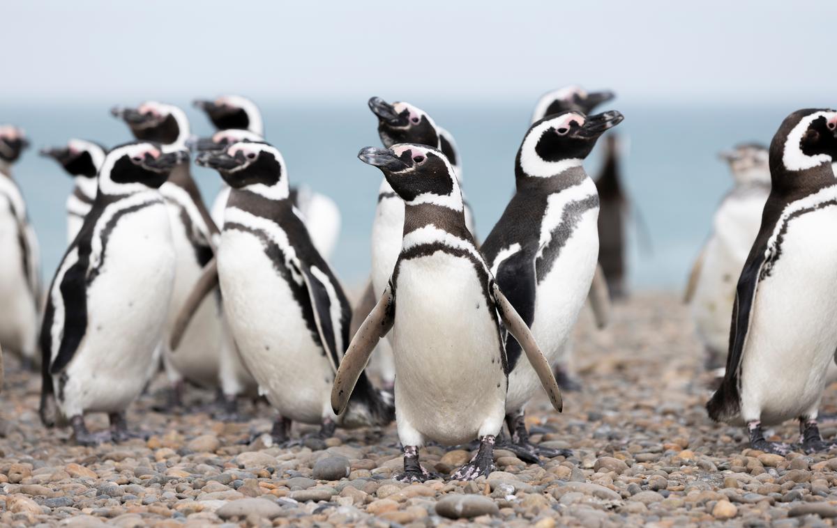 Magellanovi pingvini | Magellanovi pingvini gnezdijo na jugu Antarktike, pozimi pa se v iskanju hrane in toplejših voda selijo na sever ter prispejo celo do obal brazilske zvezne države Espirito Santo. | Foto Shutterstock
