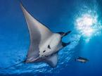 manta, morje