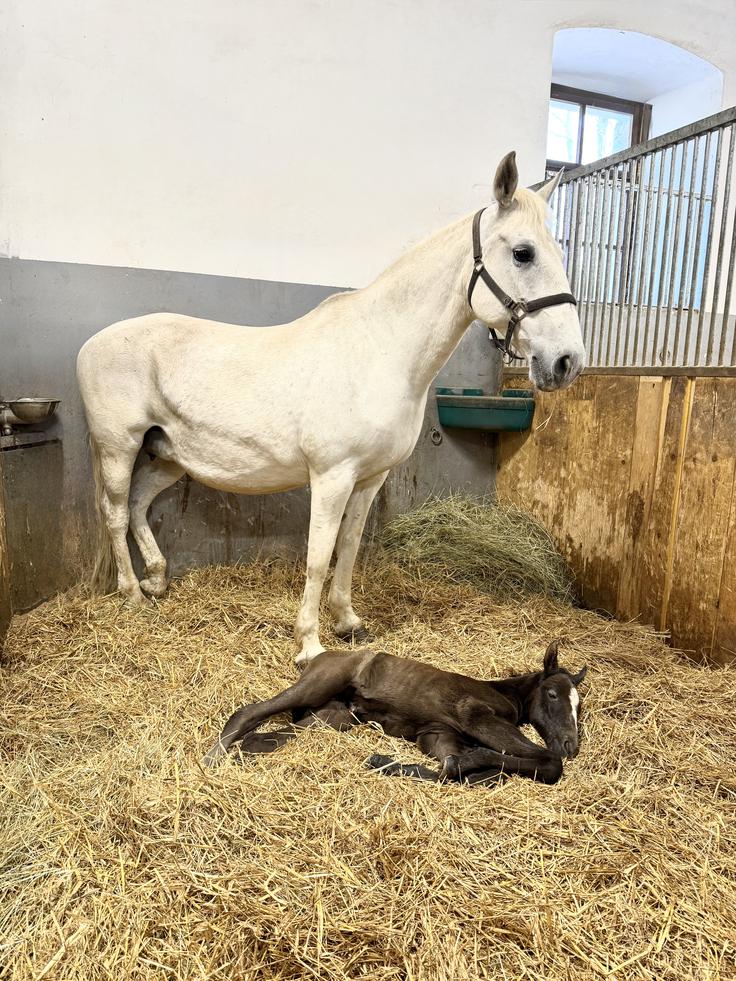 Mlada žrebička se je po navedbah kobilarne hitro postavila na noge. | Foto: Kobilarna Lipica