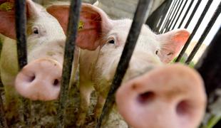 V zadnjem mesecu odkupne cene svinjine poskočile za 30 odstotkov