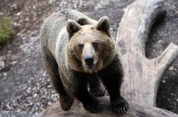 Kako Putin na podivjanem medvedu drvi proti breznu