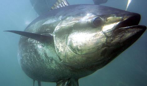Tega tuna ne kupujte