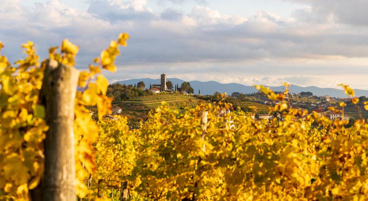Goriška brda | Foto: Shutterstock