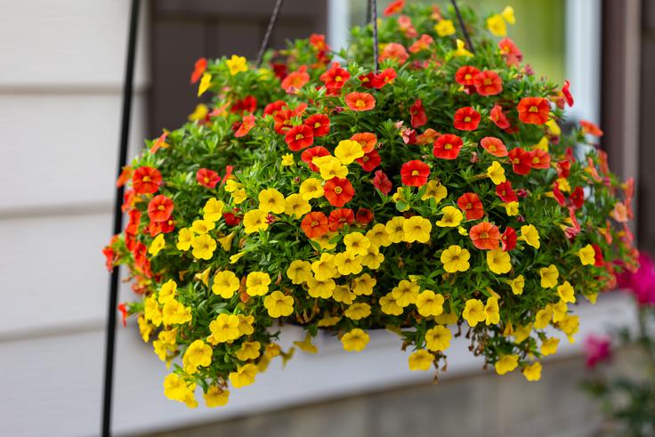milijon zvončki | Foto: Shutterstock