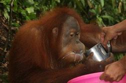 Med orangutani na Sumatri