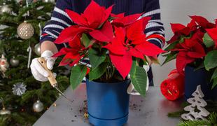 Kako božično zvezdo ohraniti lepo in zdravo?