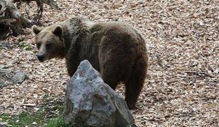 Medvedji mladič ostaja pri Logarjevih