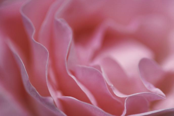 vrtnica | Foto Thinkstock