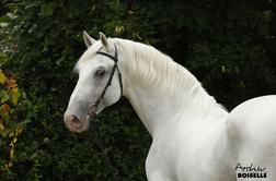Je kraljičin konj v Lipici poginil zaradi slabe oskrbe?
