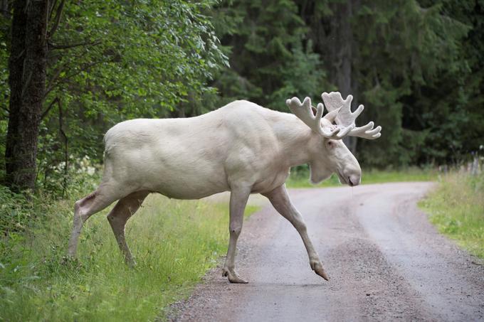 Zelo redek beli los prečka cesto na severu Švedske, julij 2017.  | Foto: Reuters