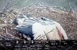 Prizor, ki je ganil splet: štorklja med točo z lastnim telesom zaščitila mladiče