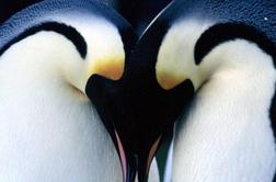 Popotovanje cesarskega pingvina (March of the Penguins)