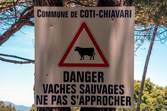 Korzika plaža krave | Foto: Getty Images