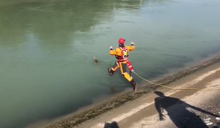 Kako so gasilci iz Drave rešili mesec dni staro srnico #video