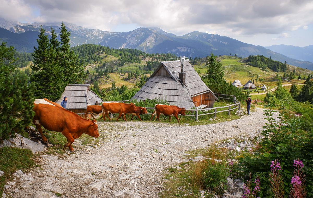 Velika planina | Foto STA