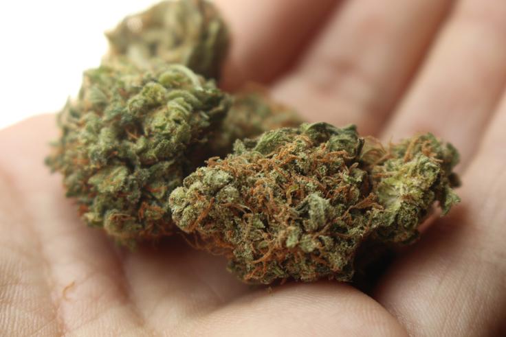 marihuana, kanabis | Foto: Pixabay