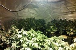 Kranjčan in Litijan veselo trgovala s kokainom in konopljo 