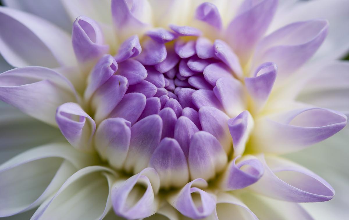 najdražje rože | Foto Thinkstock