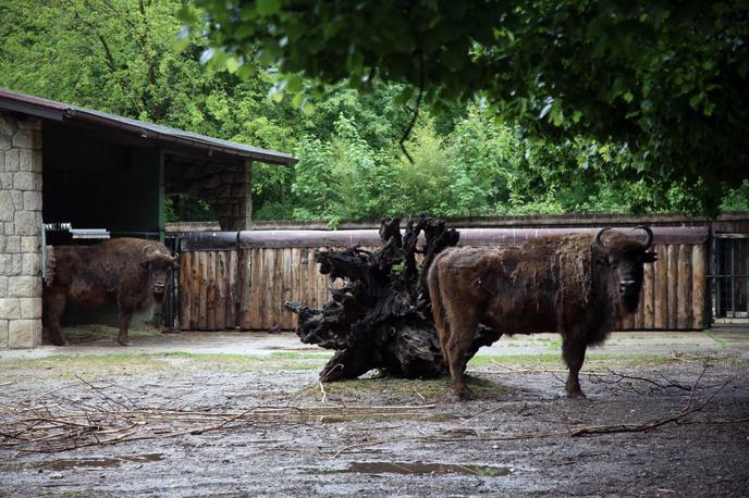 bizon, živalski vrt | Opozorili so, da gre za močno in divjo žival, zato naj se mu ljudje, če ga kje vidijo, ne približujejo. (Fotografija je simbolična.) | Foto Hina/STA