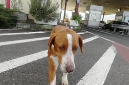 V Portorožu Švicarka zaklenila psa v avto in odšla v lokal