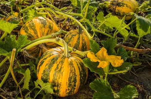 33 buč za en liter? Spoznajte najbolj cenjeno slovensko kulinarično skrivnost