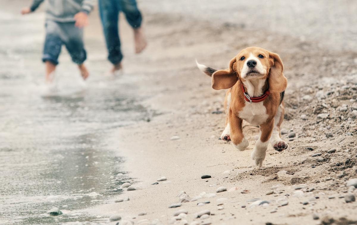 Kuža | V Povljani imajo posebno plažo, kjer je dovoljeno imeti psa. | Foto Shutterstock